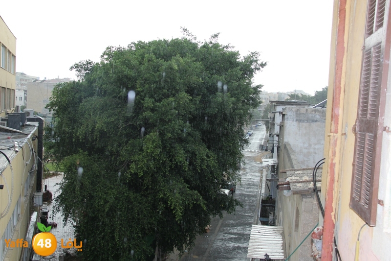 rain in yaffa921 (5).JPG